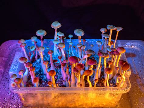 Exploring the Underground Culture of Magic Mushrooms in Los Angeles